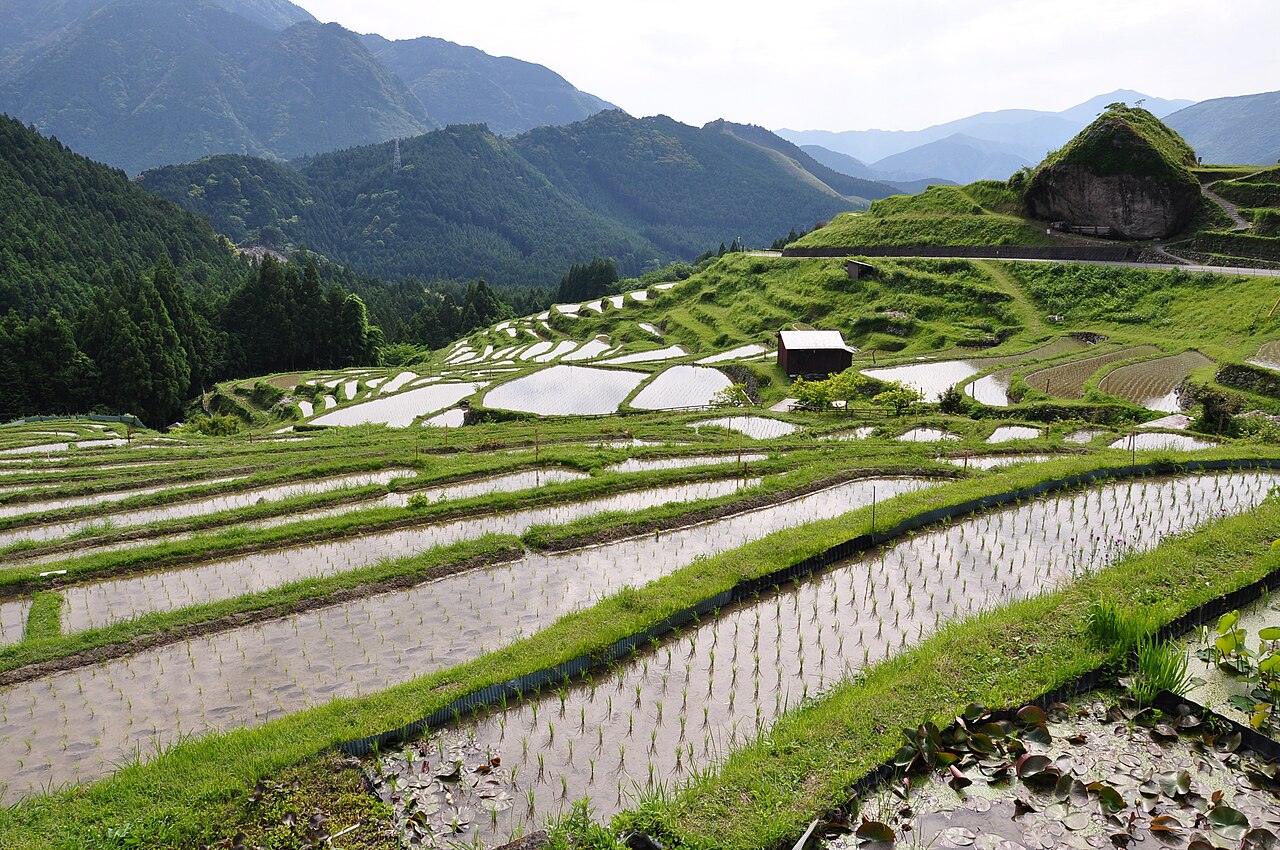 水がはられた丸山千枚田の田んぼ